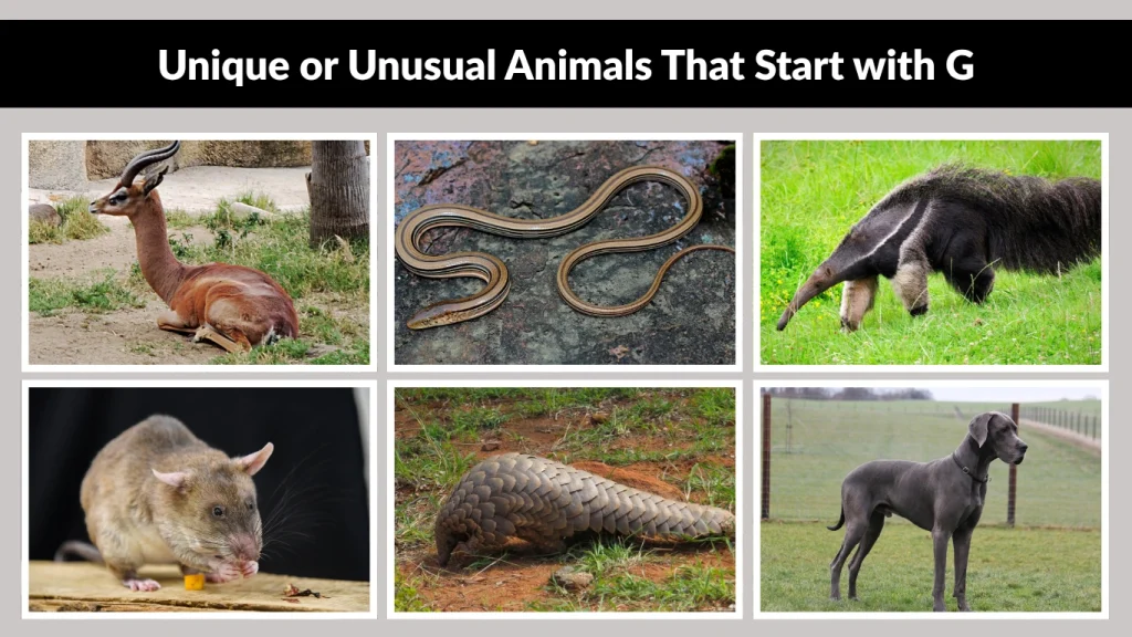 Unique or Unusual Animals That Start with G