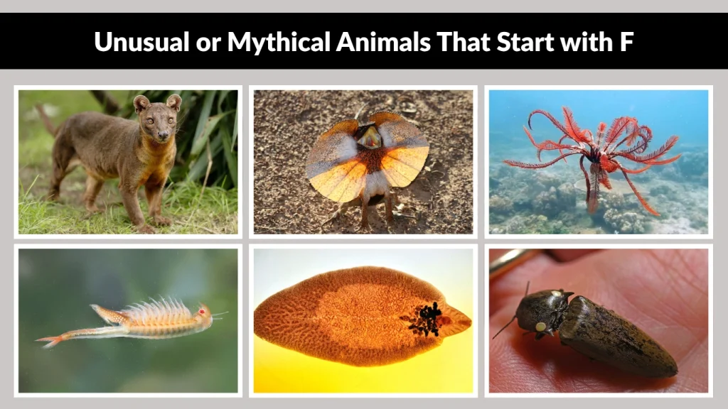 Unusual or Mythical Animals That Start with F