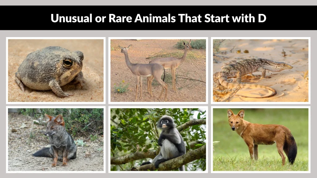 Unusual or Rare Animals That Start with D