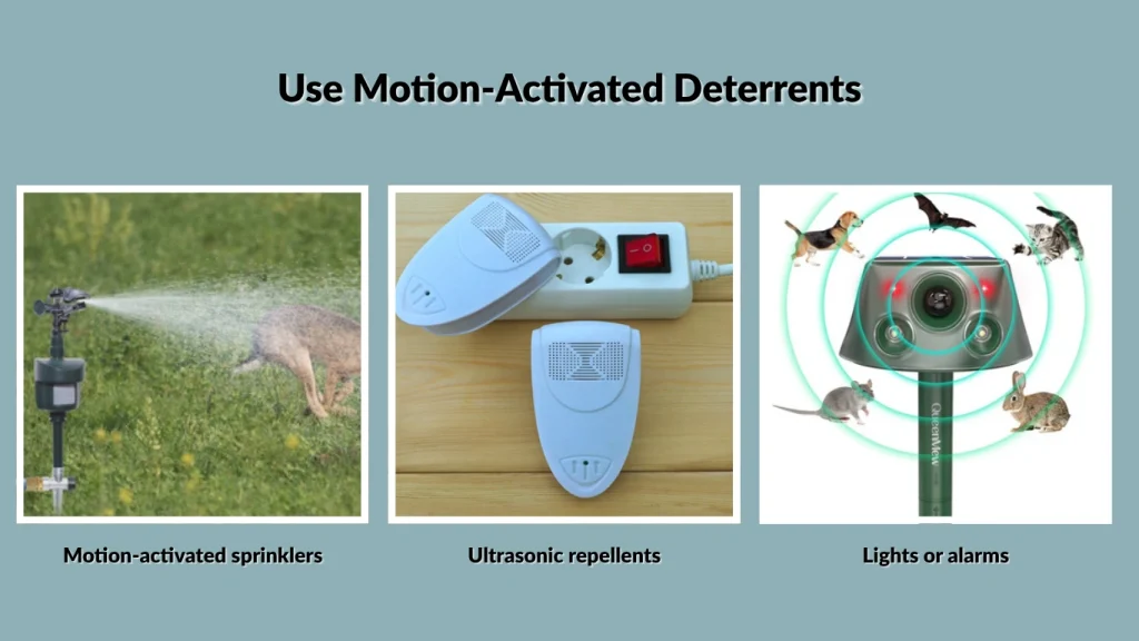 Use Motion-Activated Deterrents