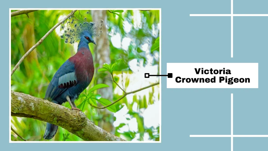Victoria Crowned Pigeon