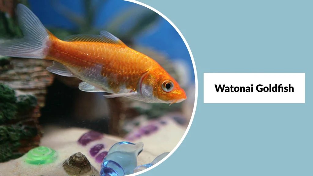 Watonai Goldfish
