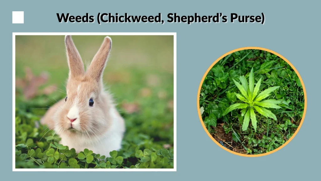 Weeds (Chickweed, Shepherd’s Purse)
