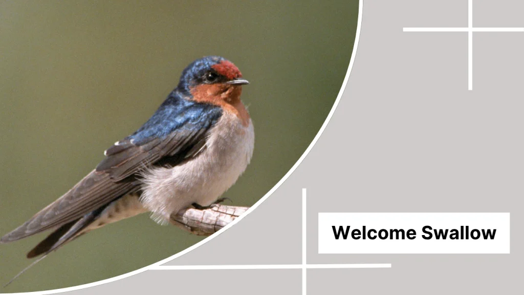 Welcome Swallow