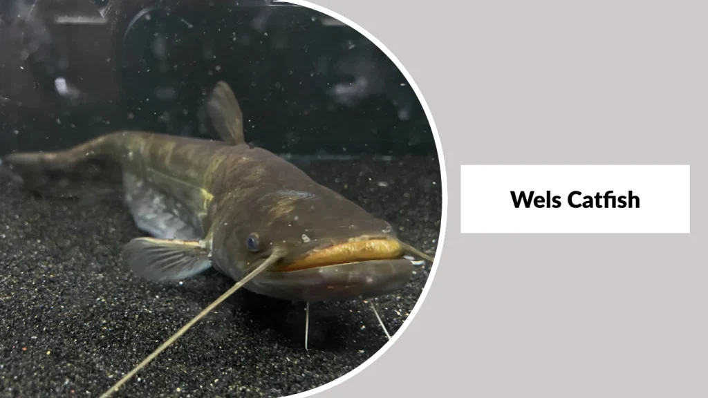 Wels Catfish