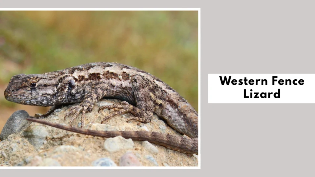 Western Fence Lizard