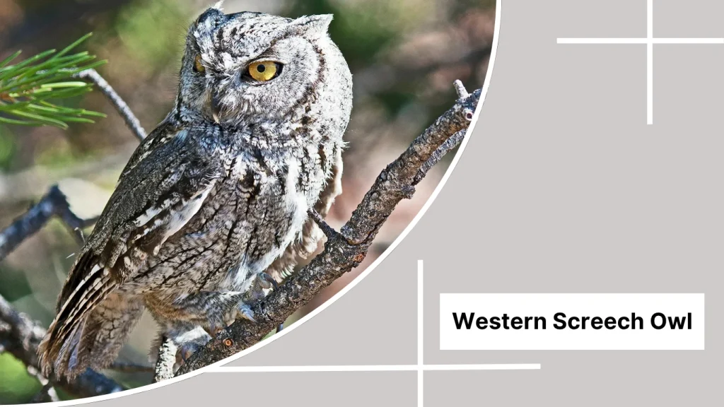 Western Screech Owl
