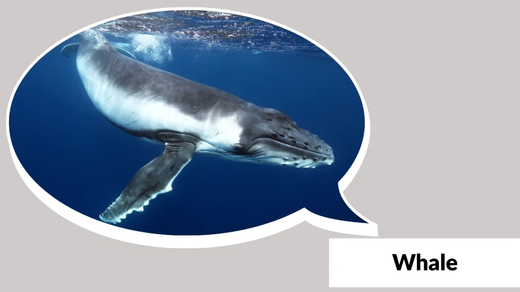 Whale