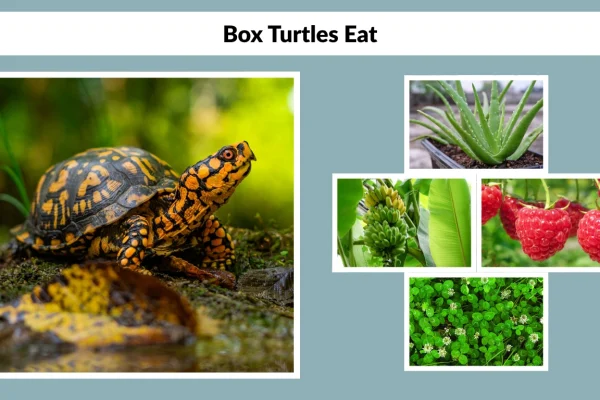 What Can Box Turtles Eat Food Guide for Pet