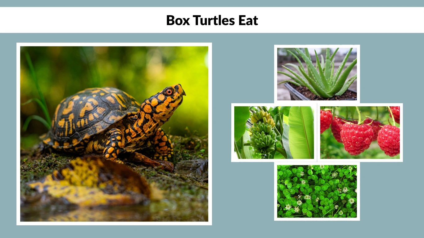 What Can Box Turtles Eat Food Guide for Pet