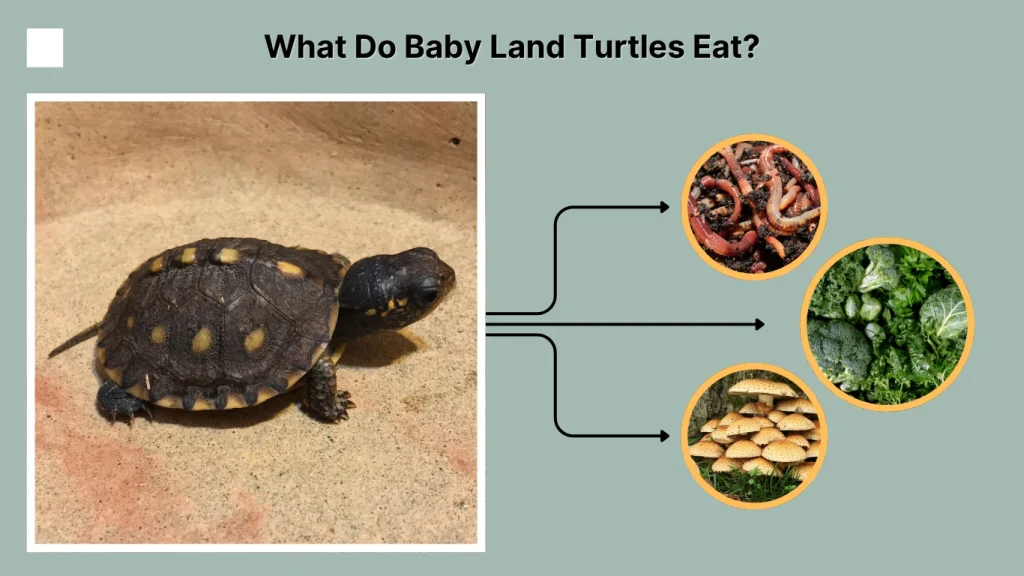 What Do Baby Land Turtles Eat