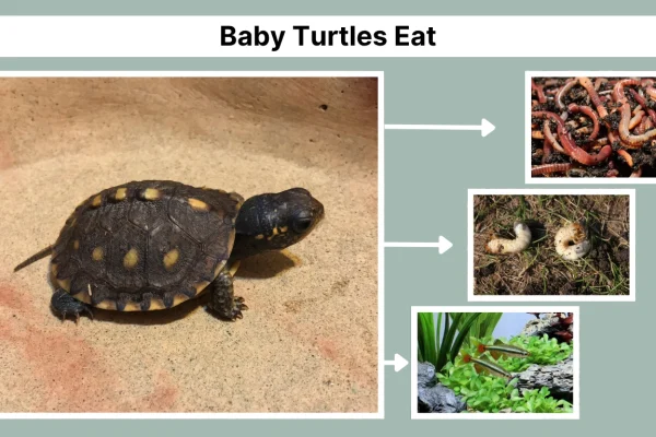 What Do Baby Turtles Eat Guide for Every Type