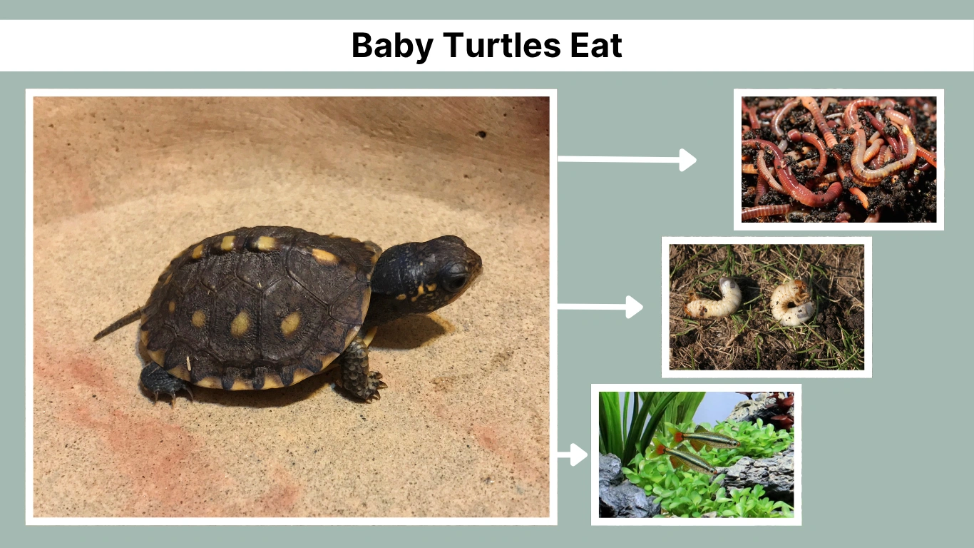 What Do Baby Turtles Eat Guide for Every Type