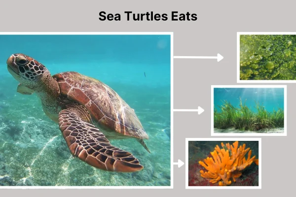 What Do Sea Turtles Eat 8  Foods They Commonly Eat