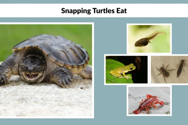 What Do Snapping Turtles Eat Guide for Baby, Adult, Wild & Pet Turtles
