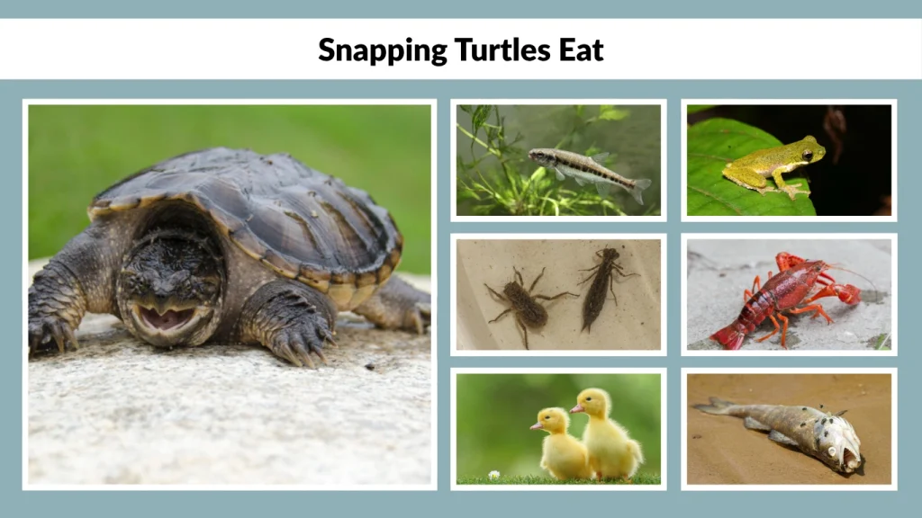 What Do Snapping Turtles Eat in a Pond or Lake