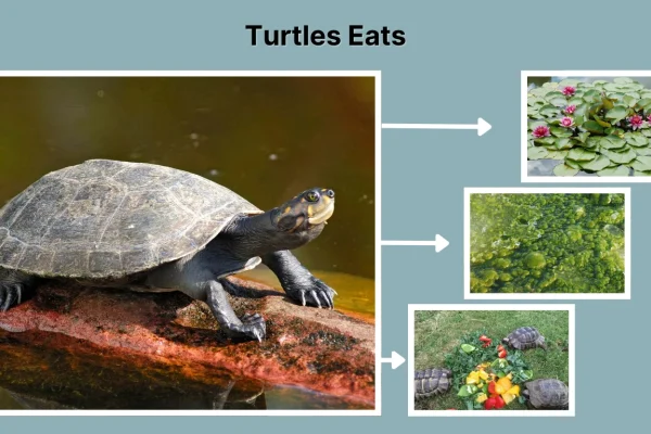 What Do Turtles Eat 15 Common Foods They Commonly Eat