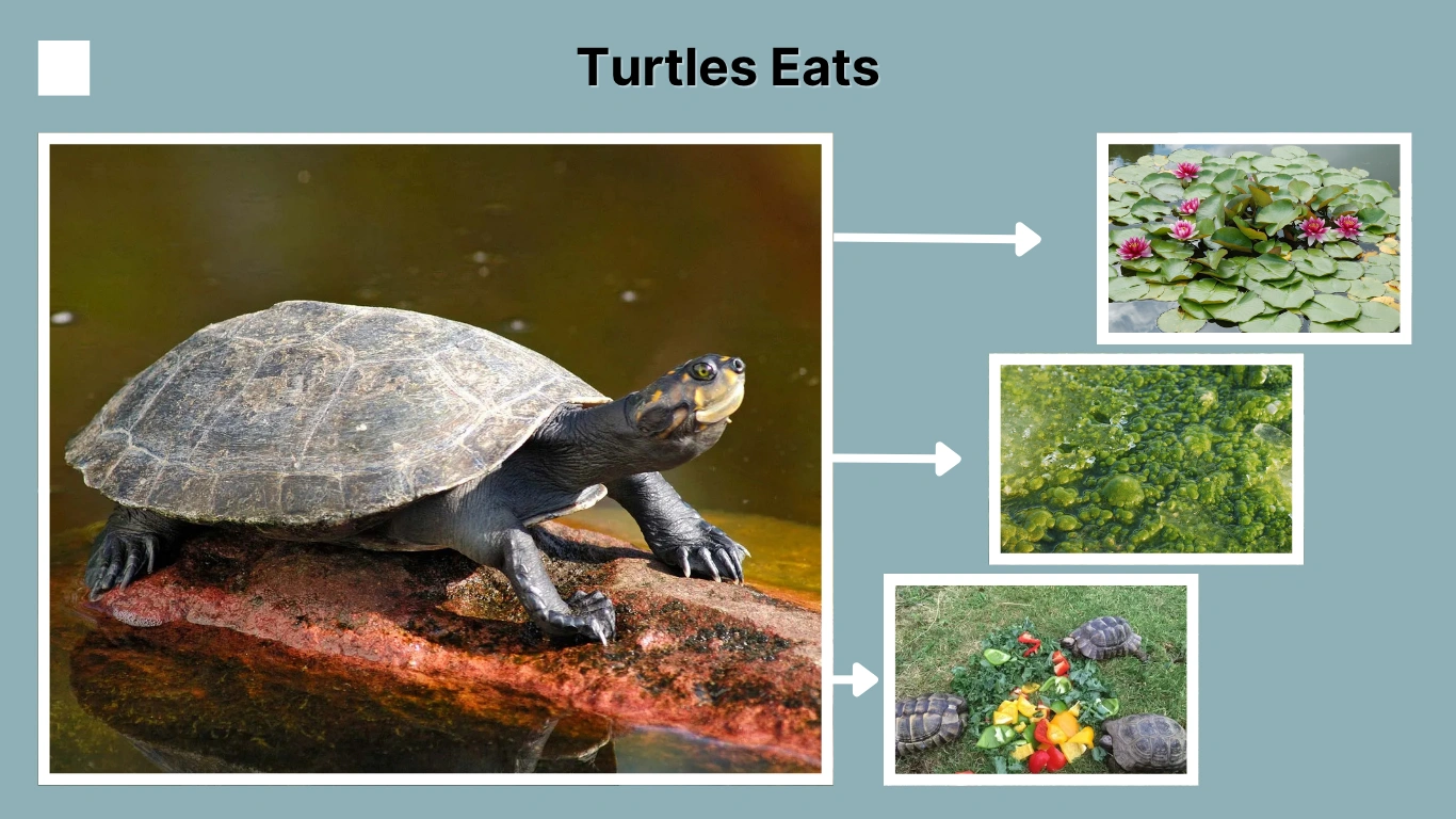 What Do Turtles Eat 15 Common Foods They Commonly Eat
