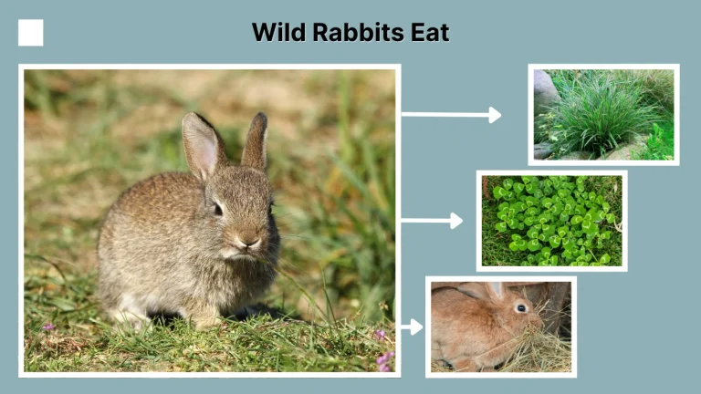 What Do Wild Rabbits Eat 12 Foods They Commonly Eat