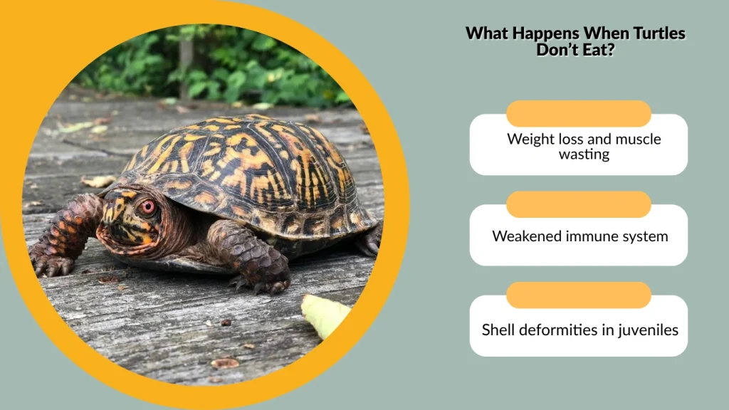 What Happens When Turtles Don’t Eat