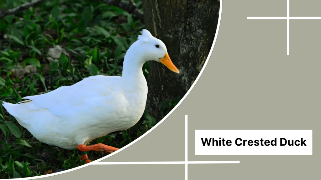 White Crested Duck