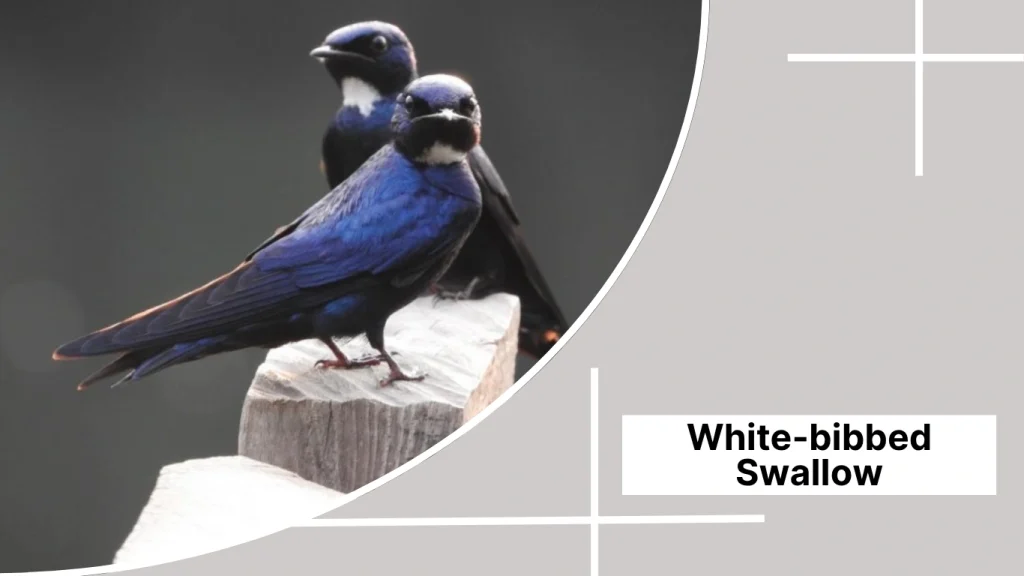 White-bibbed Swallow