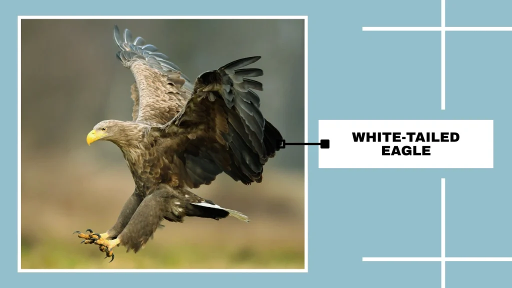 White-tailed Eagle