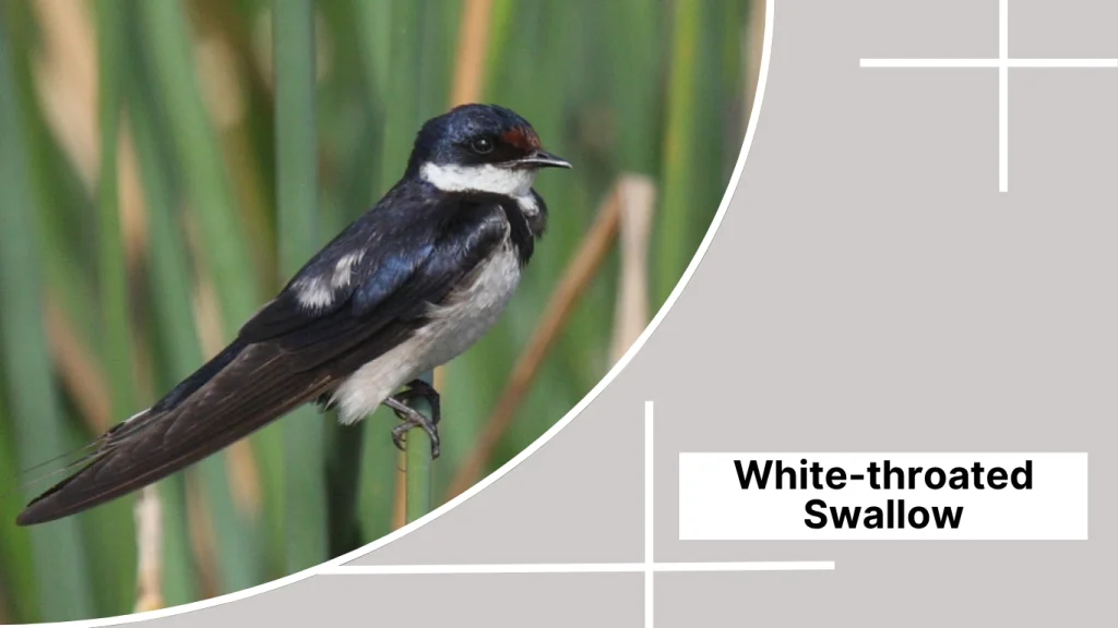 White-throated Swallow