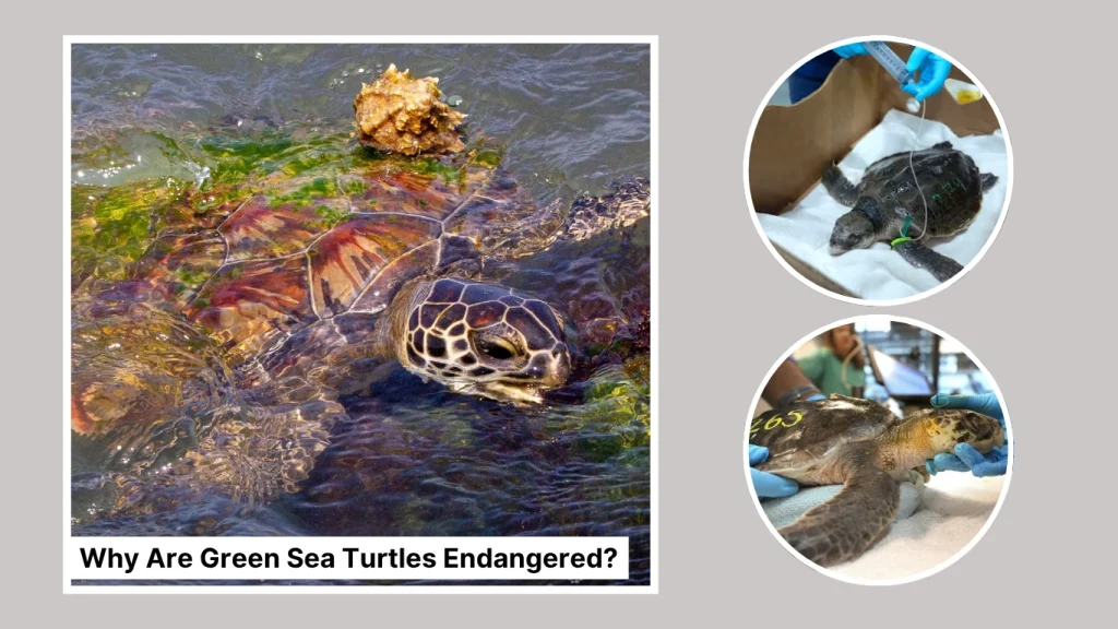Why Are Green Sea Turtles Endangered
