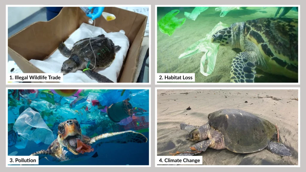 Why Are Turtles Becoming Extinct