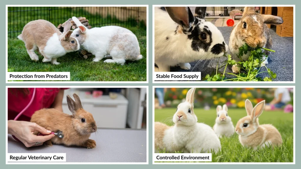 Why Domestic Rabbits Live Longer Than Wild Ones