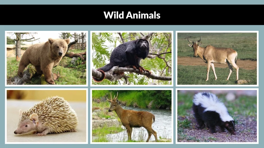 Wild Animals