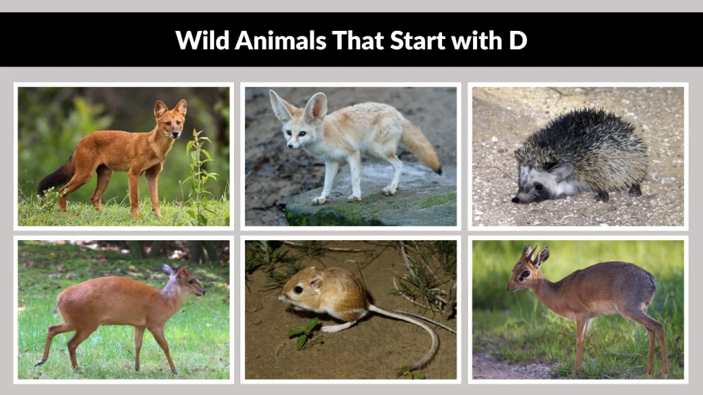 Wild Animals That Start with D
