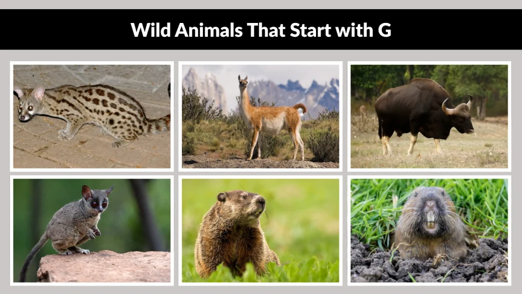 Wild Animals That Start with G