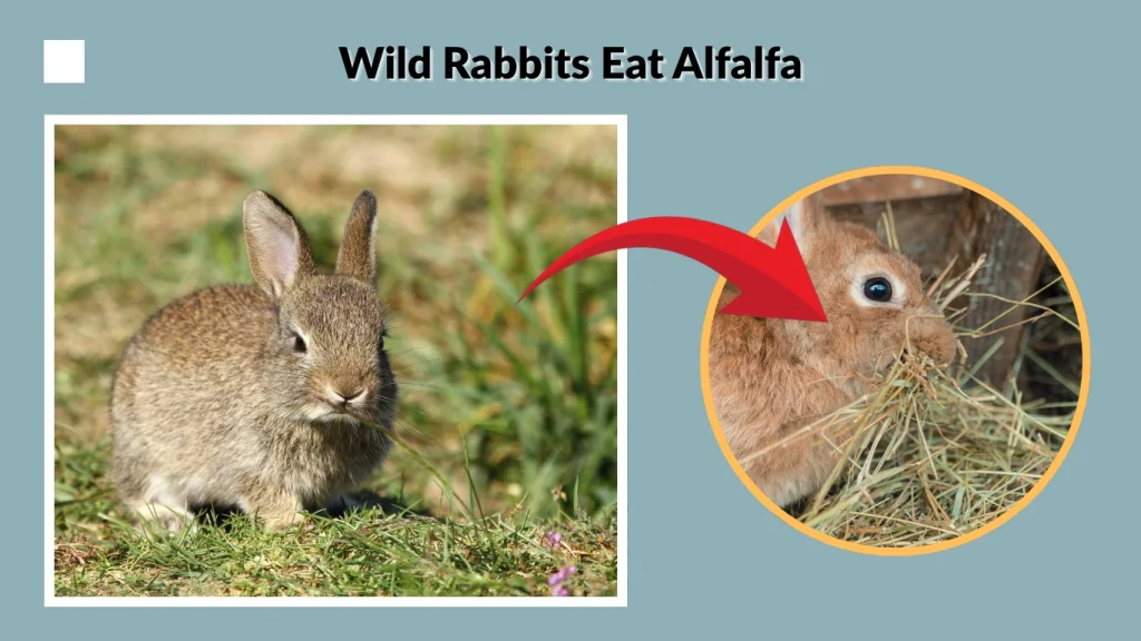 Wild Rabbits Eat Alfalfa