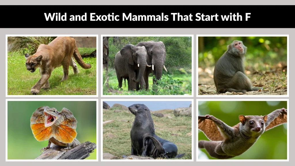 Wild and Exotic Mammals That Start with F