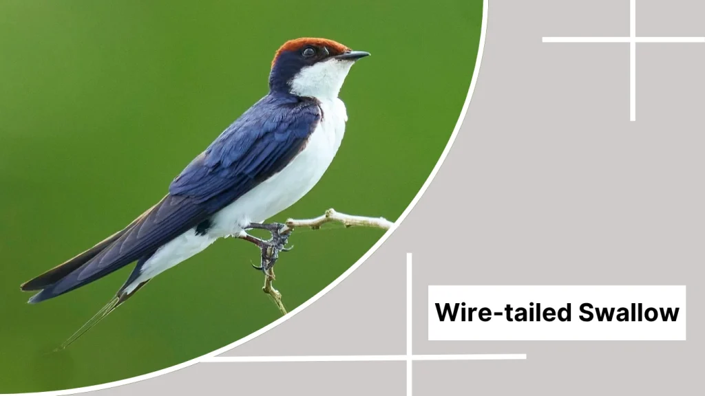 Wire-tailed Swallow