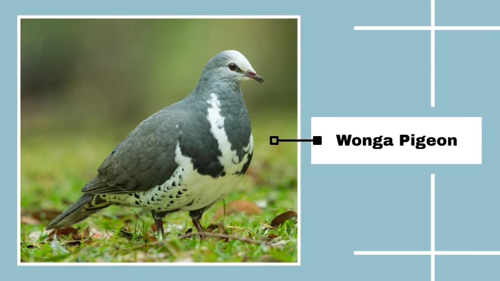Wonga Pigeon