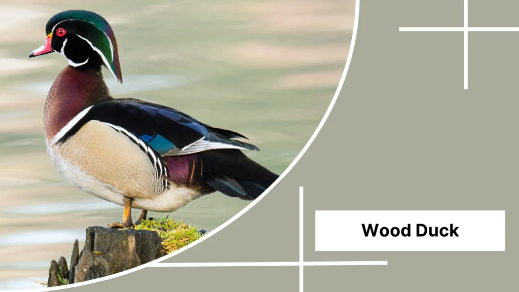 Wood Duck