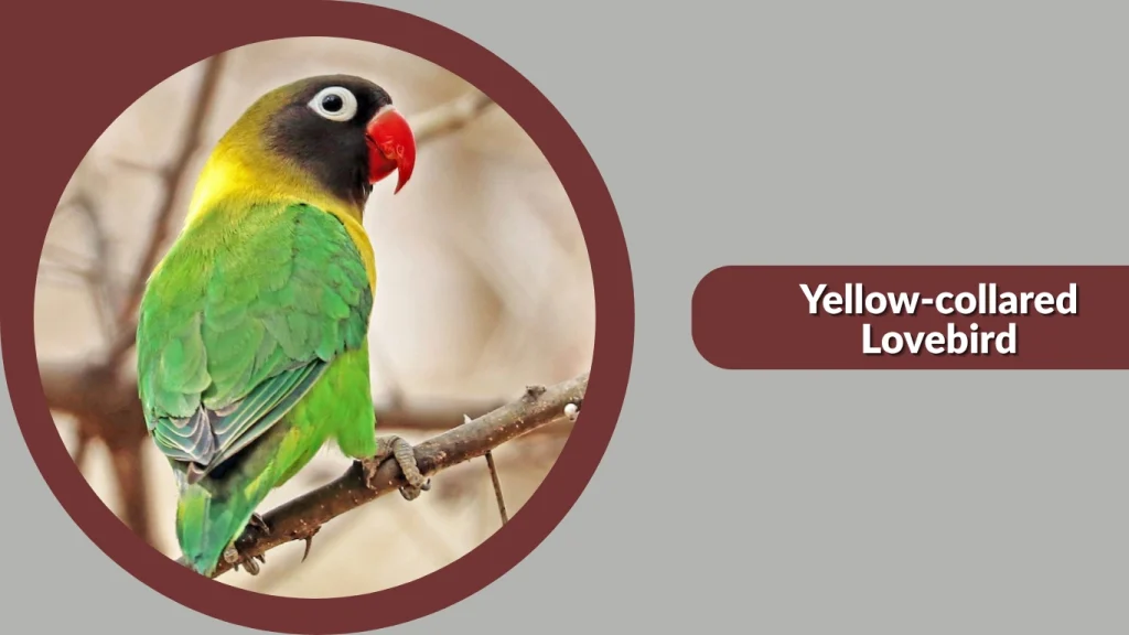 Yellow-collared Lovebird