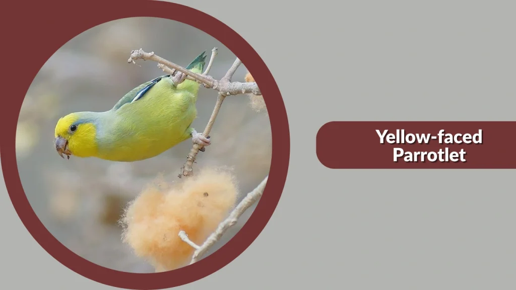 Yellow-faced Parrotlet