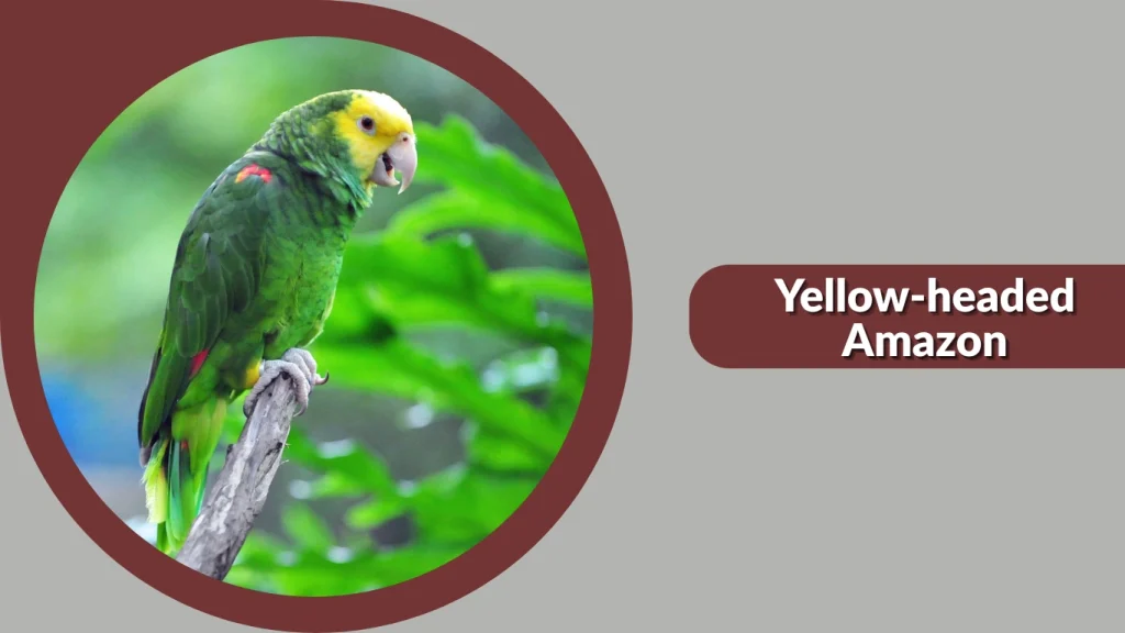 Yellow-headed Amazon