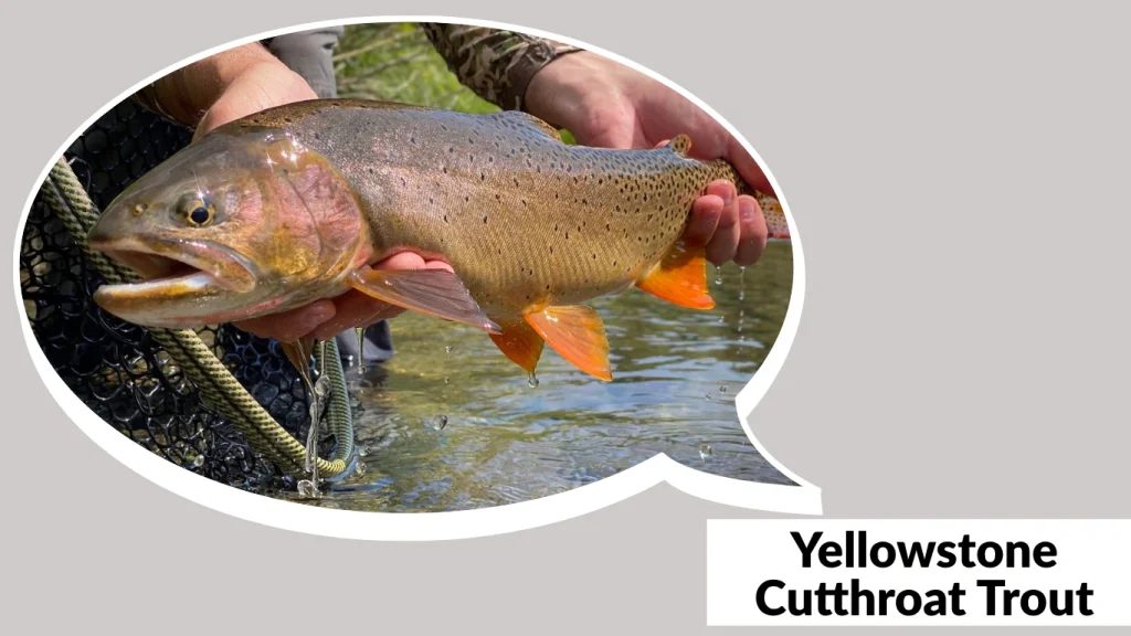 Yellowstone Cutthroat Trout