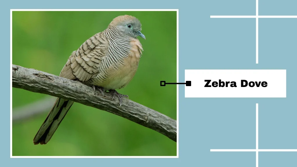 Zebra Dove