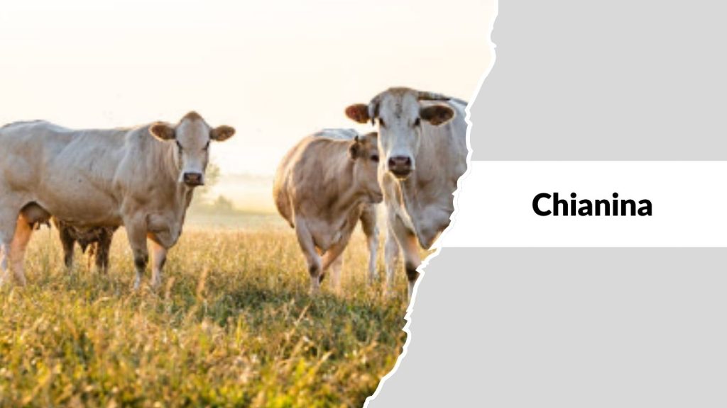 Chianina