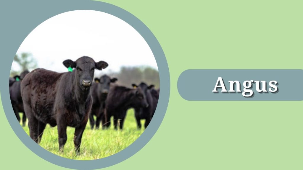 Angus