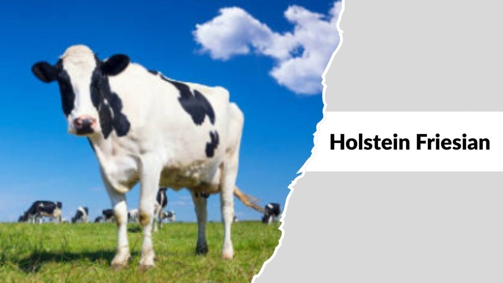 Holstein Friesian