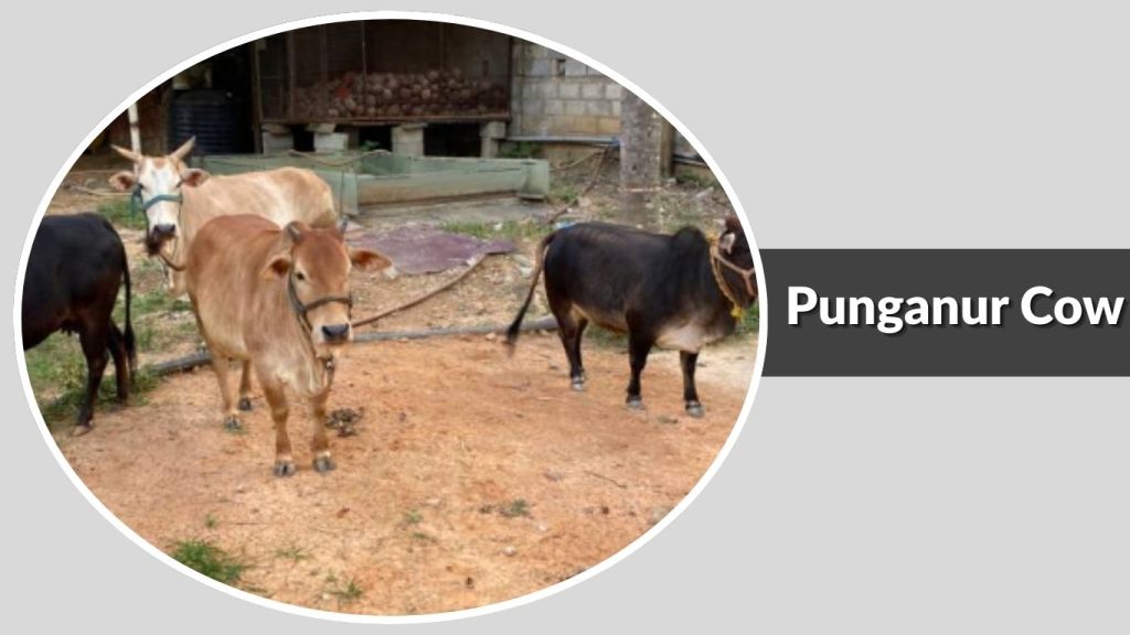 Punganur Cow