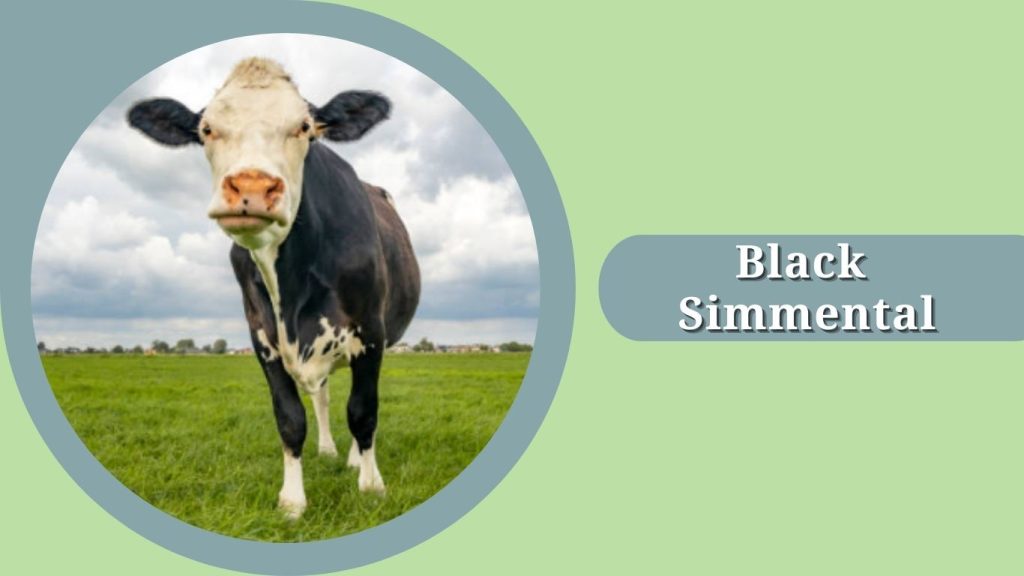 Black Simmental