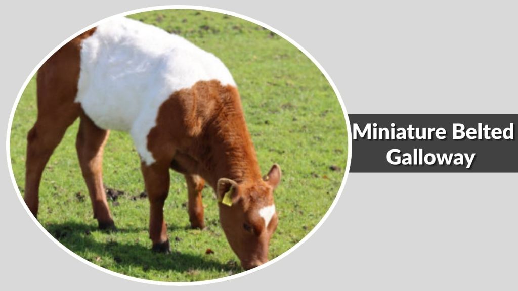 Miniature Belted Galloway